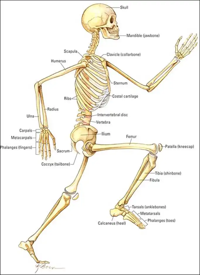 Major bones of the skeleton